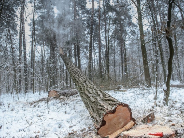 Podkarpackie: leśnicy zamierzają sprzedać prawie 2 mln m sześc. drewna